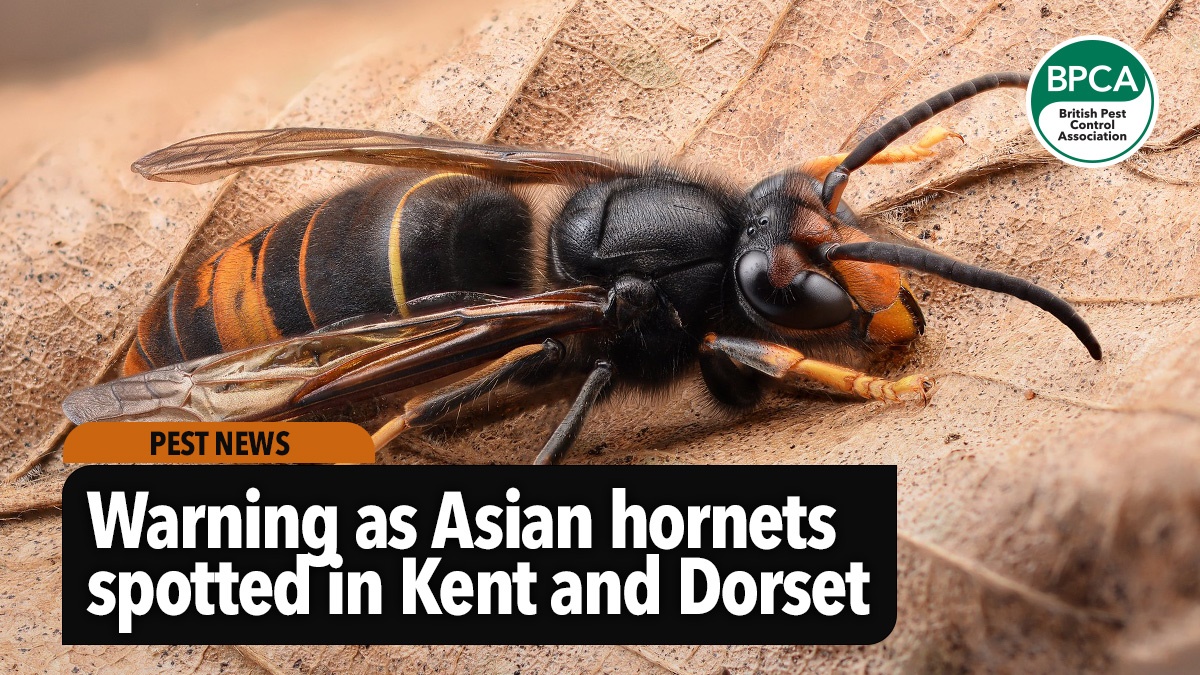 warning-as-asian-hornet-spotted-in-kent